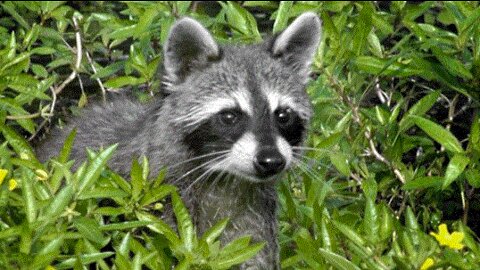 Raccoon in Wellington tests positive for rabies, health officials say