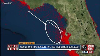 Conditions for devastating red tide bloom revealed