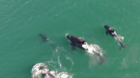 Drone footage of Orca Hunting Porpoise! Full Video!-4