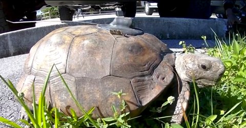 51st gopher tortoise released