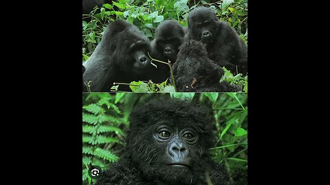 BABY spy Robatic gorilla