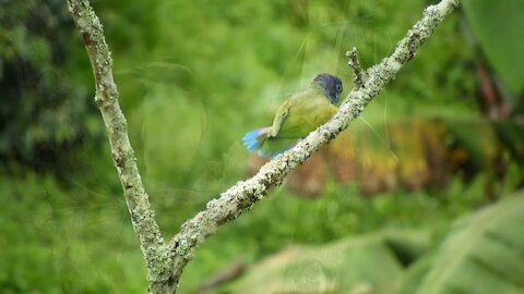 The most beautiful birds in bright colors with soothing music part III