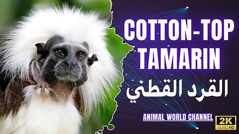 Le tamarin à tête blanche en voie de disparition vit dans le nord-ouest de la Colombie