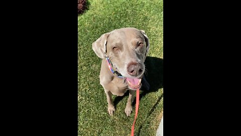 Cute senior dog, waiting for a treat ❤️