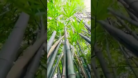 Scenic bamboo