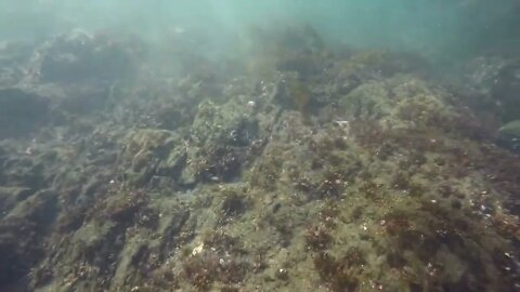 Free Diving for Giant Pacific Octopus in Sitka, Alaska-3