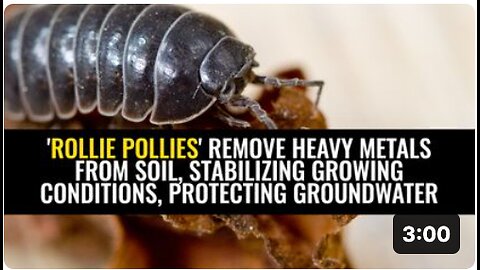 'Rollie pollies' remove heavy metals from soil, stabilizing growing conditions