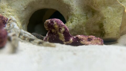 Saltwater starfish