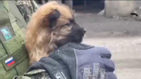 Russian HEROS dont forgot about four-legged friends: