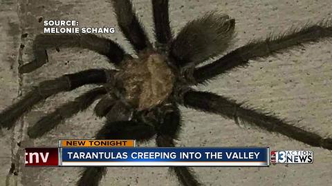 Tarantulas popping in Las Vegas up due to mating season