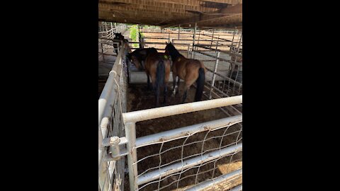 Bastrop Mustangs freedom ride