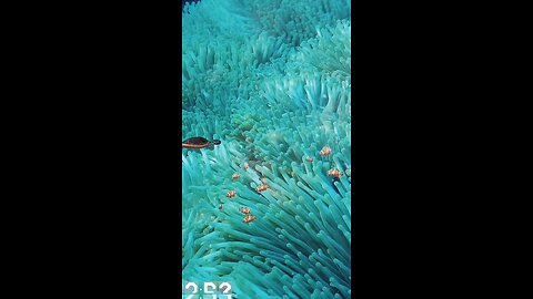 UNDERWATER WORLD | LIVE WALLPAPER