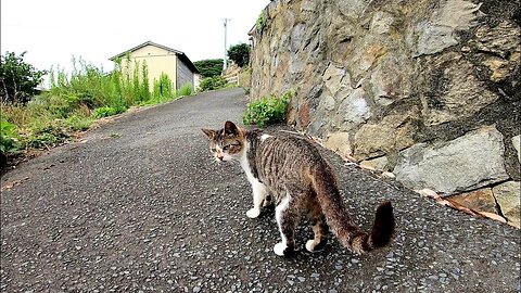 Stray cat "I'm going to the meeting now, but will it come?"