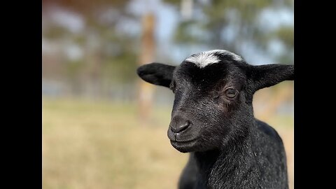 Pig Paddock Cleanup day 2 and a New Lamb is here