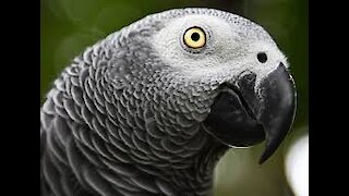 Peek a Boo the Parrot Grabs Young Ladies Cell Phone