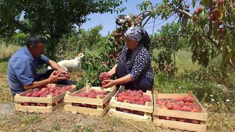 Harvesting 100 Lbs Peaches and Making Natural Juice for Winter, Outdoor Cooking