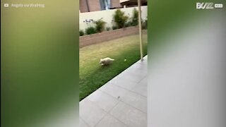 Cão filhote empolgado bate contra poste