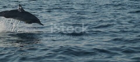 Dolphin swim and jumping