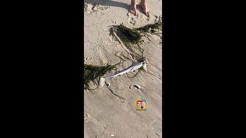 FOUND BABY SHARK AT THE BEACH!