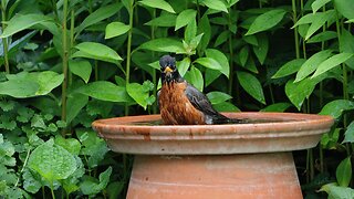 American Robin Chirping While Bathing