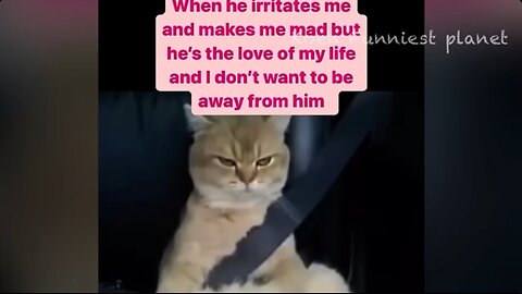 😂 Funny Dogs And Cats Videos 🐶🐱