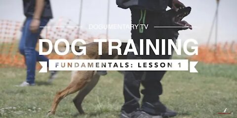 DOG TRAINING FUNDAMENTALS: LESSON 1