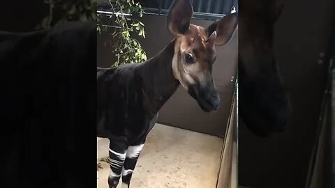 Okapi, this artiodactyl is as if created from several animals