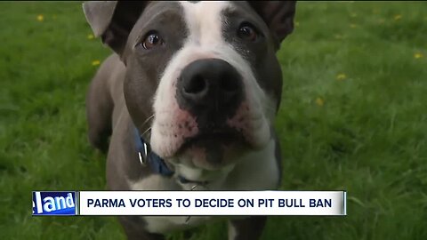 Voters in Parma to decide if pit bulls will be allowed