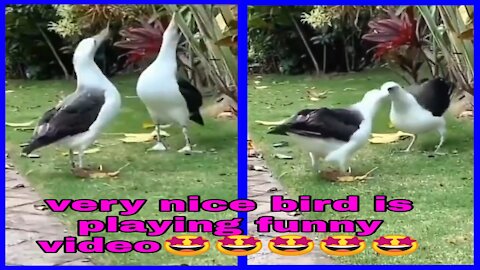 very nice bird is playing funny video