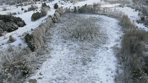 Snow covered swamp in the morning