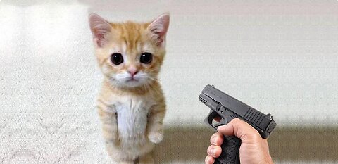 Funny Animals 😂 playing dead on finger shot compilation: Funny Cat 😽 vs. Gun 🔫