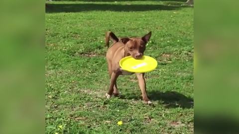 Funny Dog Can’t Make Up His Mind Which Way To Go