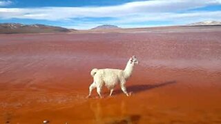 Llama struts down lake like catwalk model