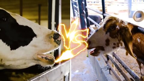 7240 Times Animals Messed With The Wrong Opponent ! 14