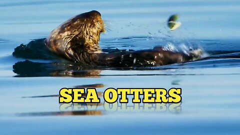 Cute Sea Otters | Sea Otters Life Caught By Spy Camera |