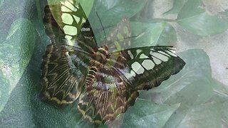 Visiting the Butterfly Palace in Branson Mo