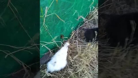 Getting some Silkies back in their pen