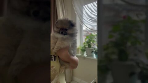 😂 cute dog video 😂, part 146 #shorts