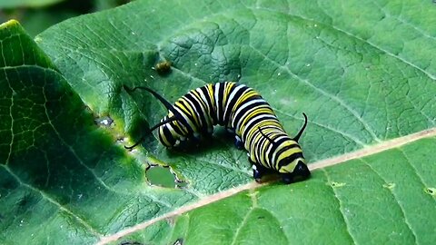 Monarch Butterfly Caterpillar