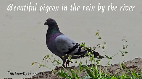 Beautiful pigeon in the rain by the river/a beautiful bird by the water/video with beautiful music.