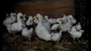 Cayuga and Orpington Ducks with Leghorn Chickens during a small storm