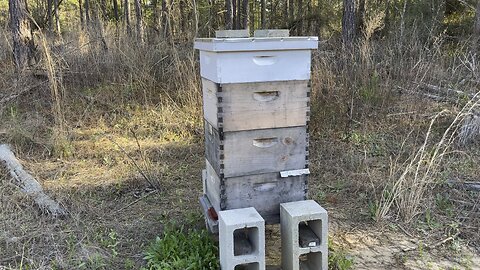 DEER STAND APIARY! Beekeeping early days!