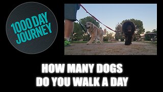 1000 Day Journey 0440 How Many Dogs Do You Walk a Day