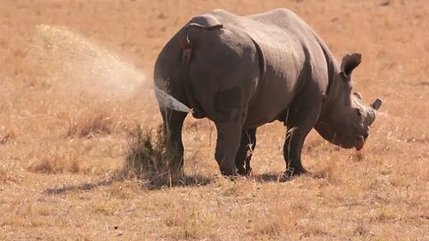 Fart Frenzy: Rhino, Hyena, and Hilarious Hilarity!