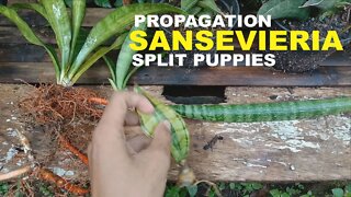 sansevieria plant care and propagation sansevieria