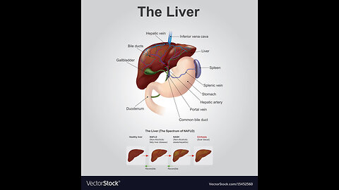 The Liver-Barbara O'Neill