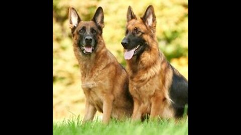 German Shepherd with Aggression Issues - German Shepherd Dog Trainers