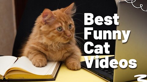 Best Funny Cat Videos