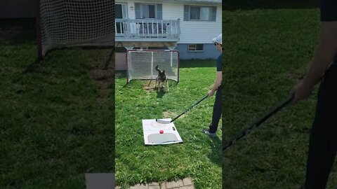 most Canadian dog ever is an incredible goalie