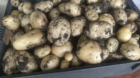 Kinnebec Potato Harvest-Soil Raised Bed